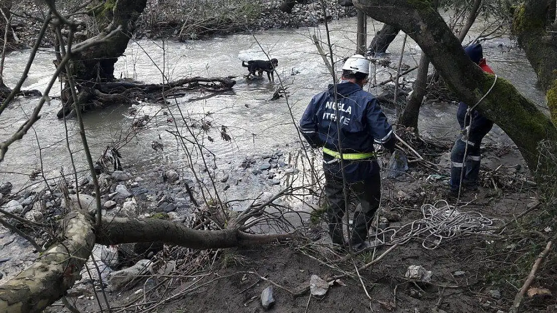 Çayda mahsur kalan köpekleri itfaiye kurtarıldı