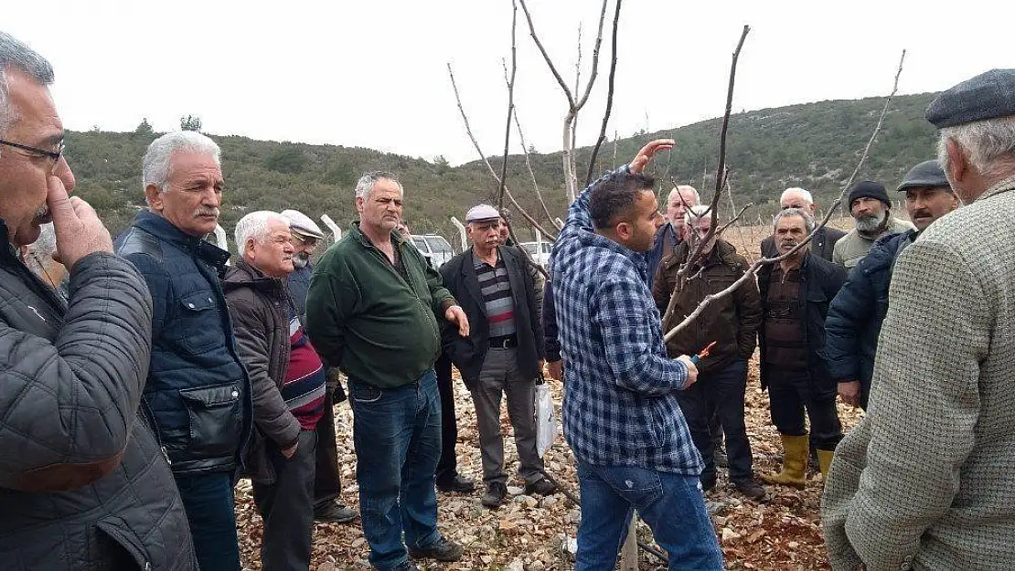 Menteşe'de 45 kursiyer budama kursu eğitimi aldı