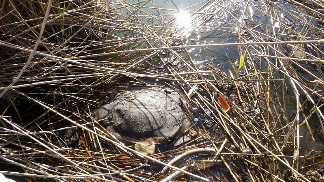 Dalyan'da 2 Caretta Caretta ölü bulundu