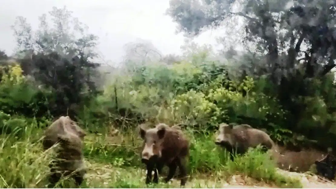 Bodrum'da gündüz vakti sokağa inen domuz sürüsü şok etti