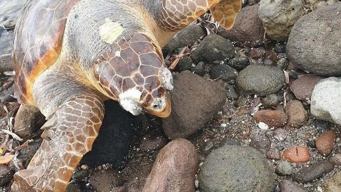 Bodrum'da ölü caretta caretta karaya vurdu