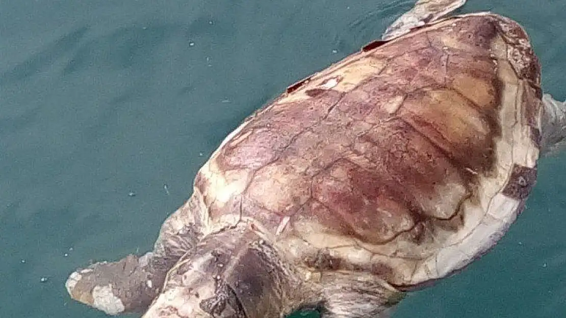 Datça'da ölü caretta caratta bulundu