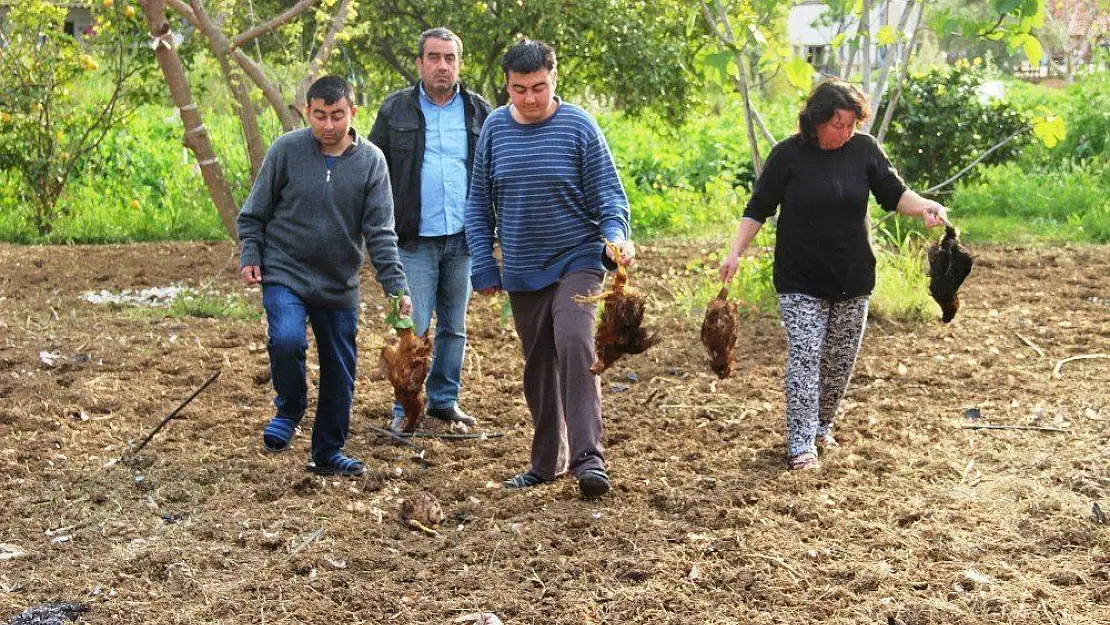 Aç kalan sokak köpekleri 100 tavuğu telef etti