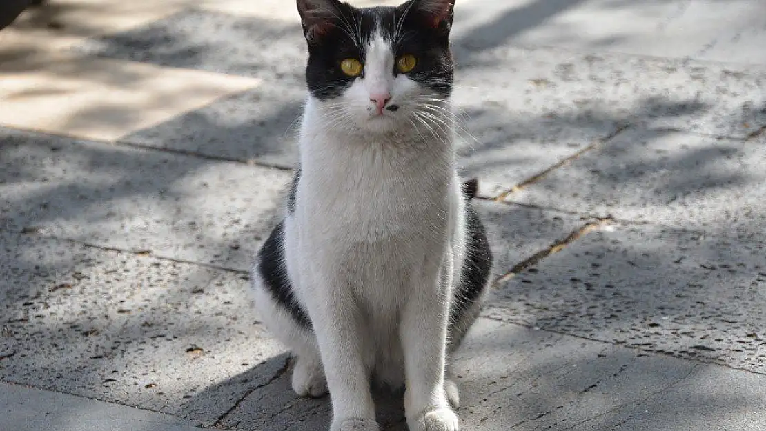 Patisiyle kapıyı açan kedi fenomen oldu