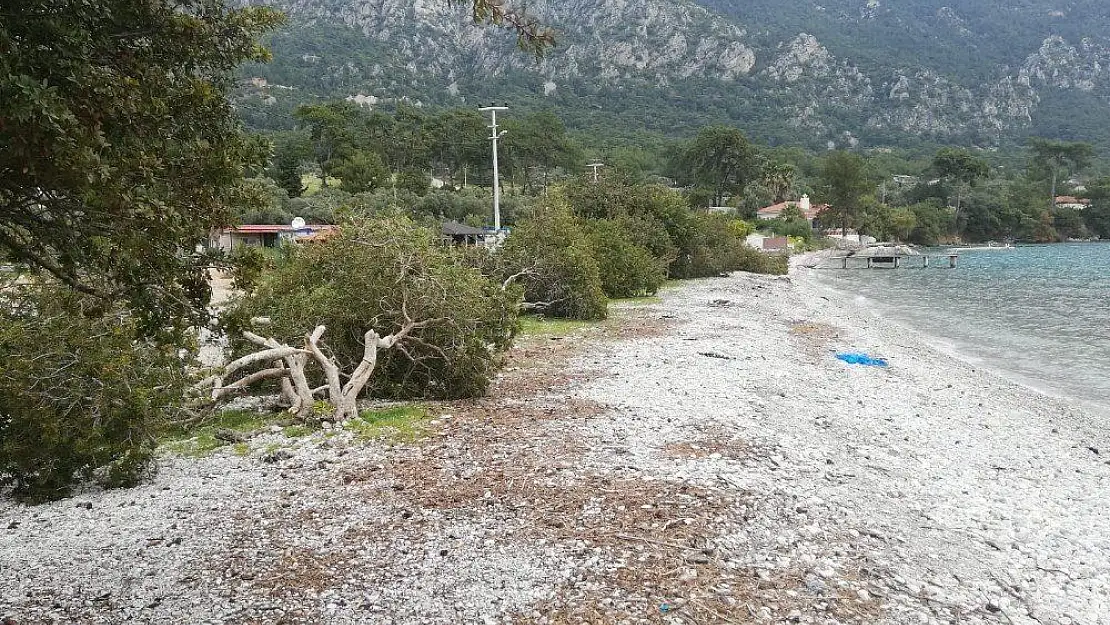 Akbük sahilindeki onlarca ağaç katledildi