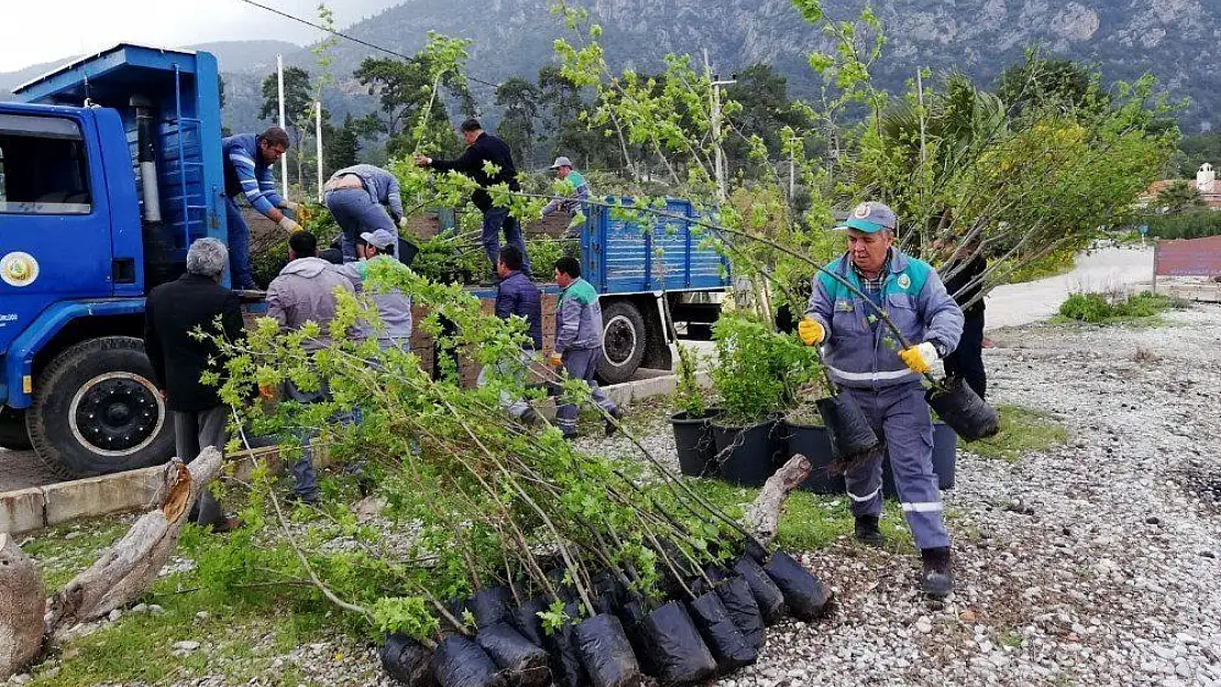 Akbük'e 100 adet Sığla ve Menengeç fidanı gönderildi