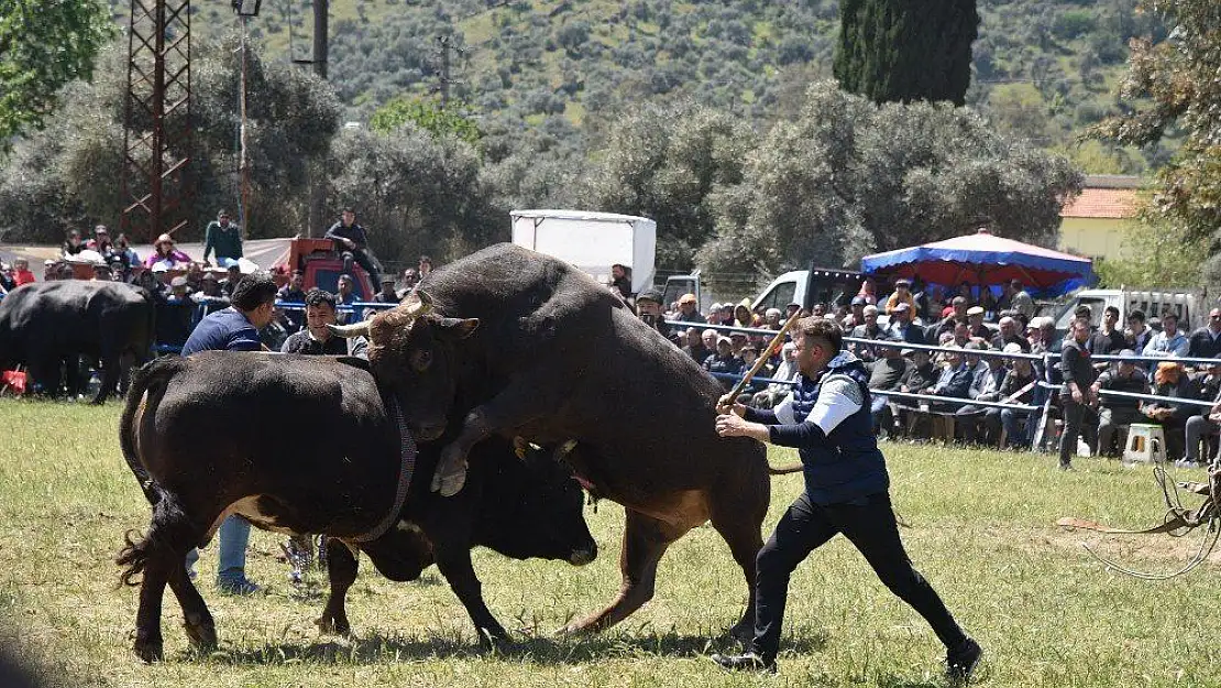 Milas'ta boğalar güreşti