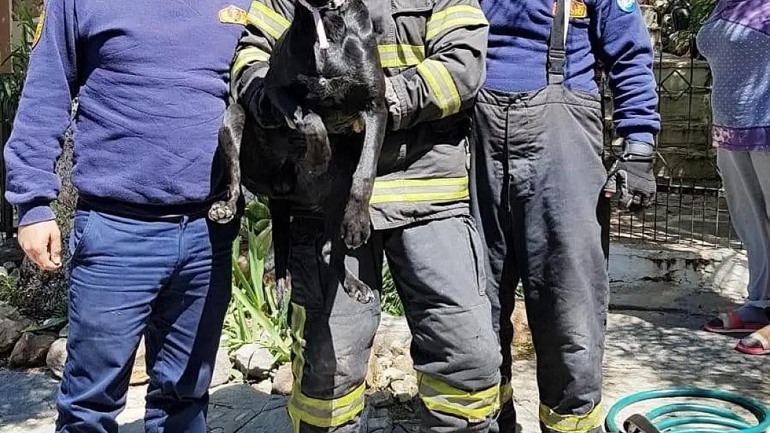 Bahçe kapısına sıkışan Zeytin'i itfaiyeciler kurtardı