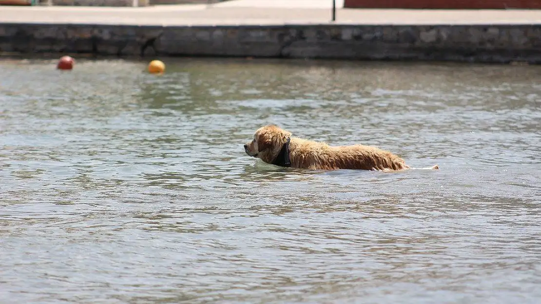 Sevimli köpeğin deniz keyfi