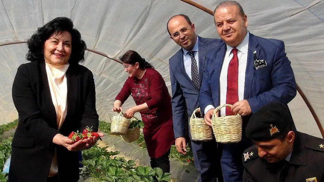 'Vali Hanım' çileğinde dekarda 100 bin liralık gelir