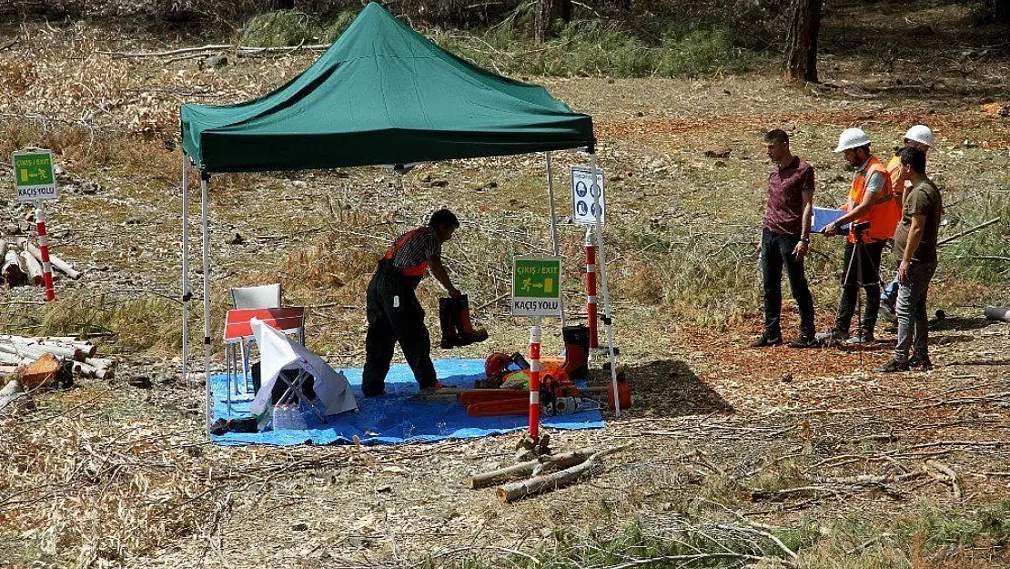 Mesleki Yeterlilik Belgesi olmayan ormanda ağaç işleyemeyecek