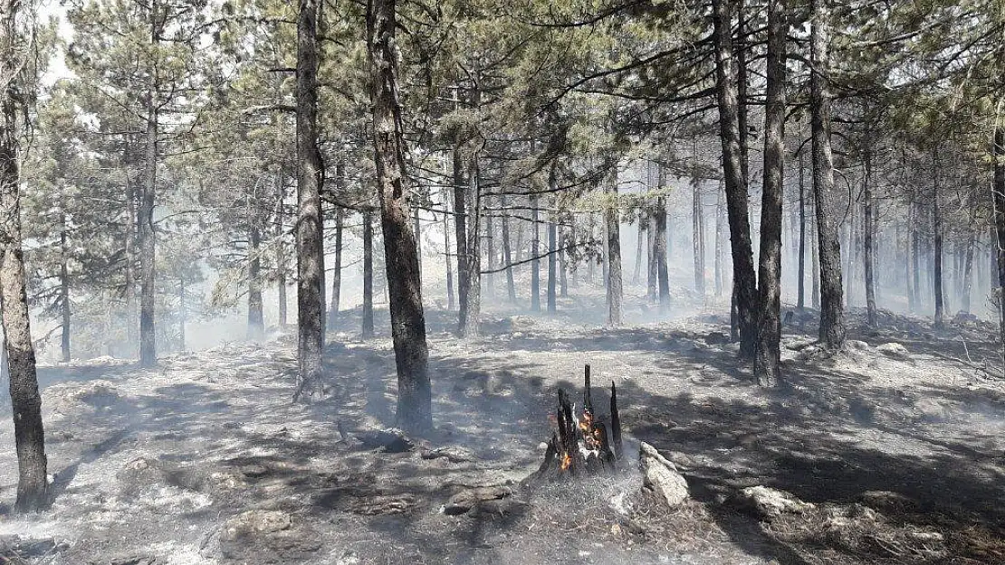 Muğla'da sezonun ilk yangınına havadan ve karadan müdahale ediliyor