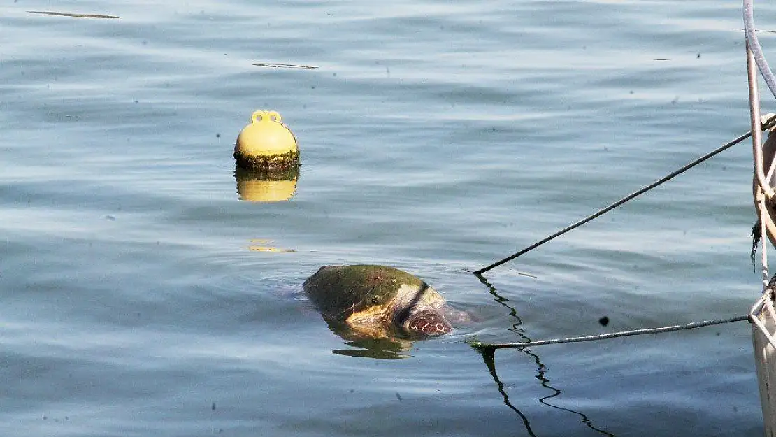 Caretta caretta ölüsü sahile vurdu