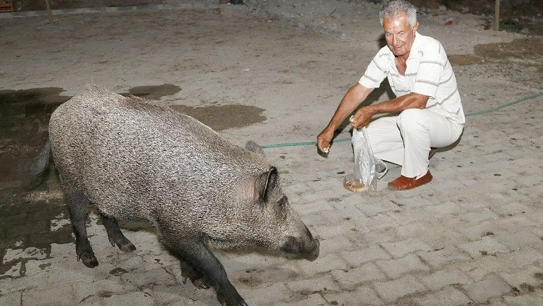 Yaban domuzlarını elleriyle besliyor