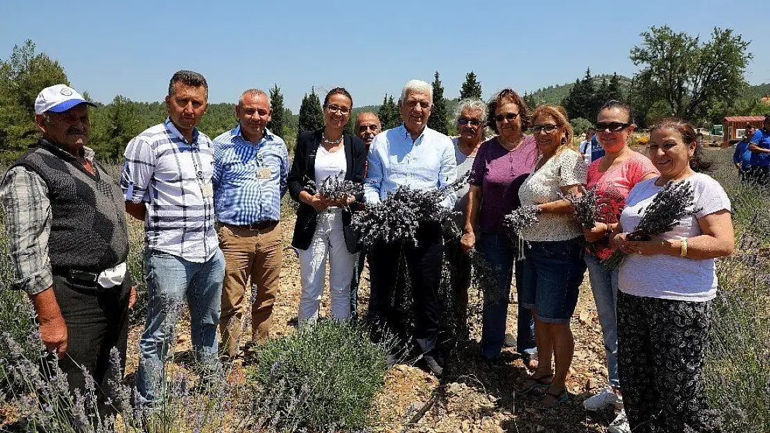 Muğla 'Koku Vadisi'nde ilk lavanta hasadı