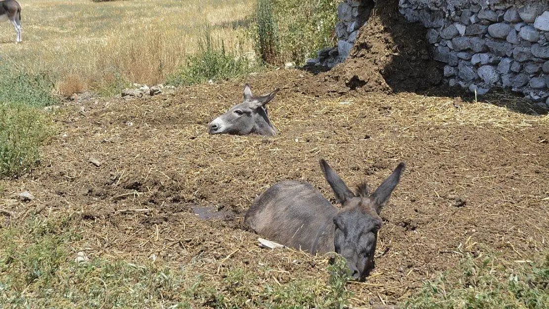 Gübre çukuruna düşen eşekler kepçeyle kurtarıldı