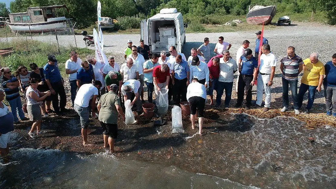 Köyceğiz Gölü'ne 180 bin yavru sazan bırakıldı