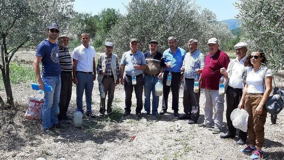 Kafaca'da zeytin sineği ile kitlesel mücadele