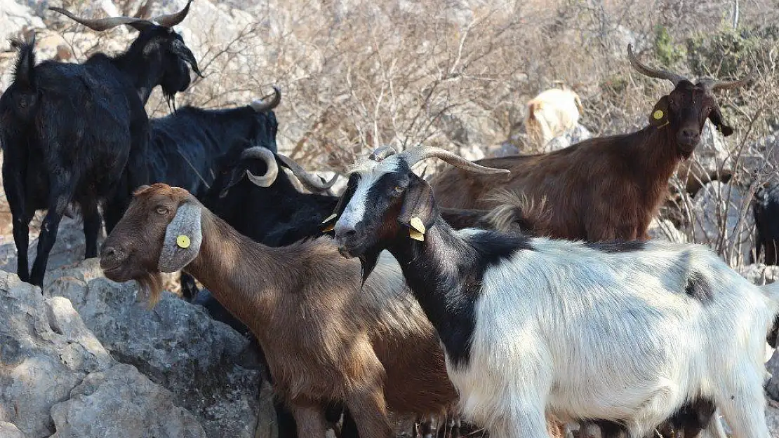 Bu kurbanlıklar ahırda değil, doğada besleniyorlar