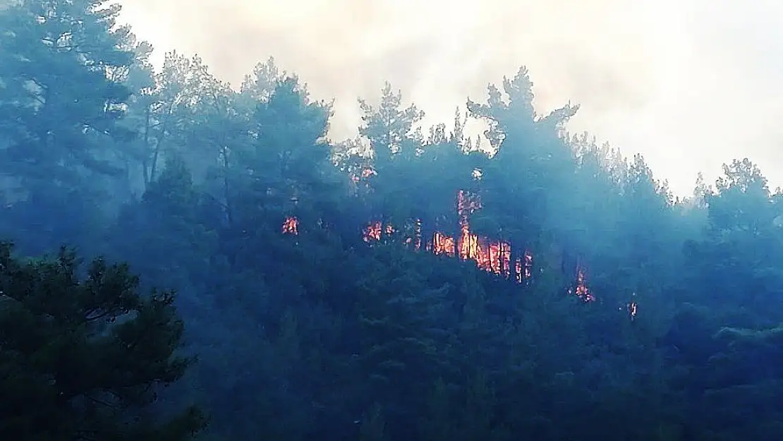 Muğla'da orman yangını