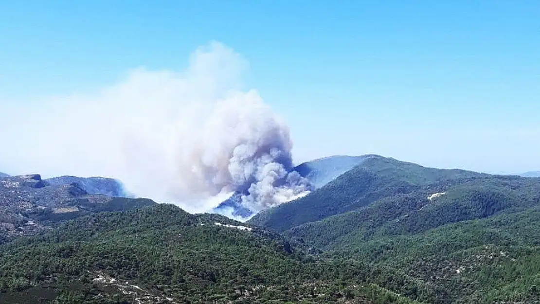 Milas'ta orman yangını