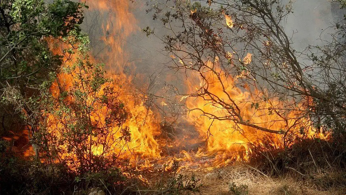 Muğla'da yanan ormanların yerine yeni fidanlar dikilecek