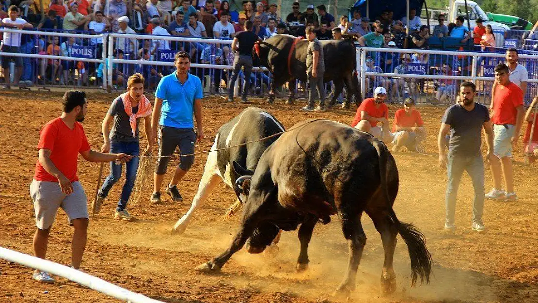 Boğalar arenaya sığmadı