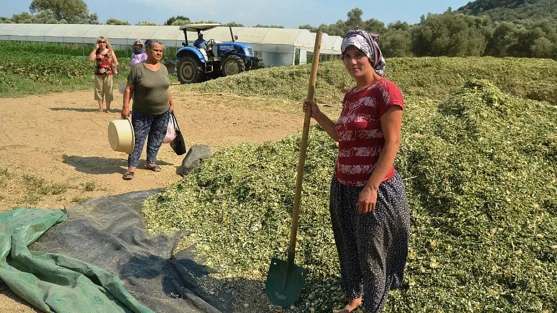 Çiftçiler kışlık kaba yem hazırlıklarına başladı