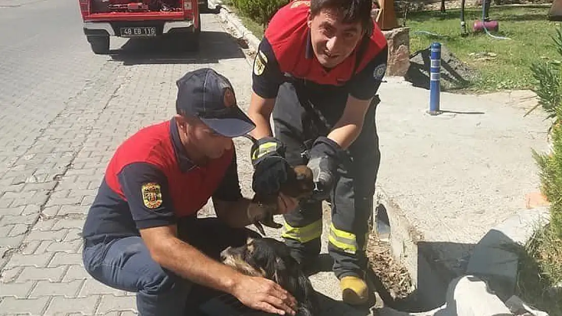 Mazgala sıkışan köpek ve yavrusunu itfaiye kurtardı