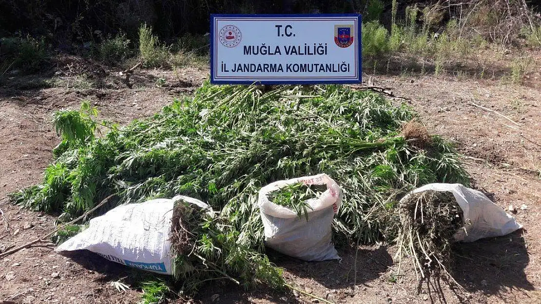 Tarlada, Mısır yetiştirir gibi Kenevir yetiştirmiş