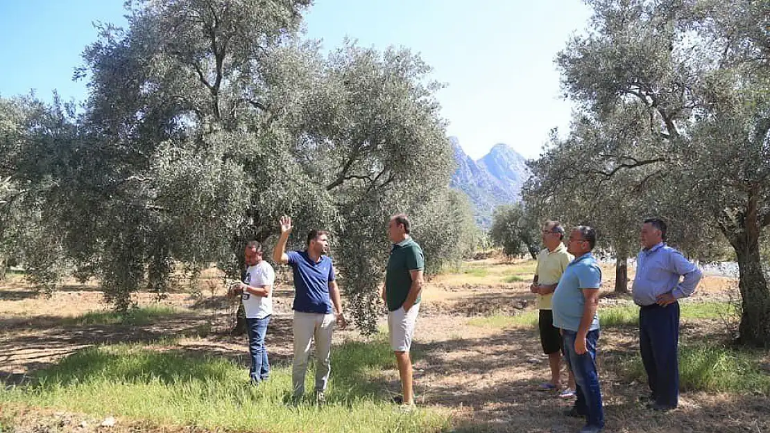 Çiftçilere zeytincilik ve narenciye yetiştiriciliği eğitimi verildi