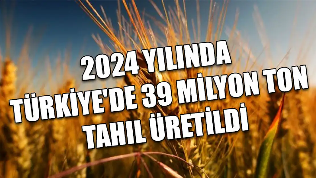 2024 yılında Türkiye'de 39 milyon ton tahıl üretildi