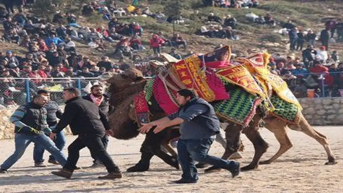 DEVECİLER DEVELERDEN DAHA KİNDAR ÇIKTI...