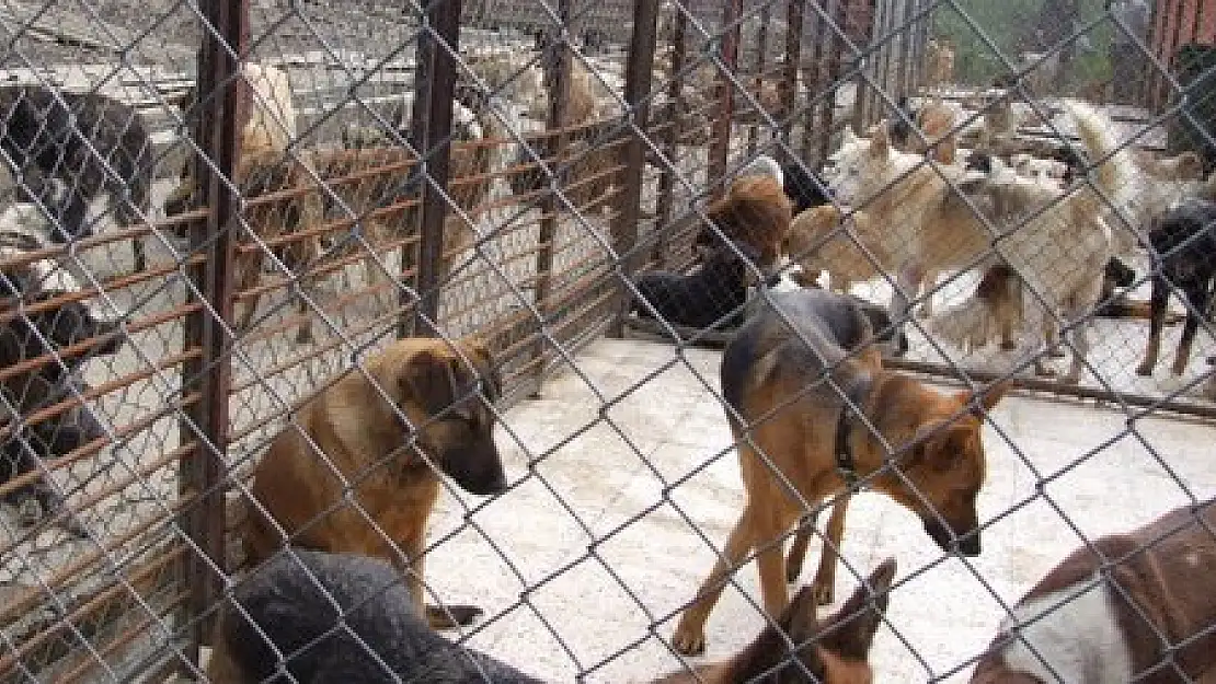 BAŞIBOŞ KÖPEKLER TOPLANIYOR