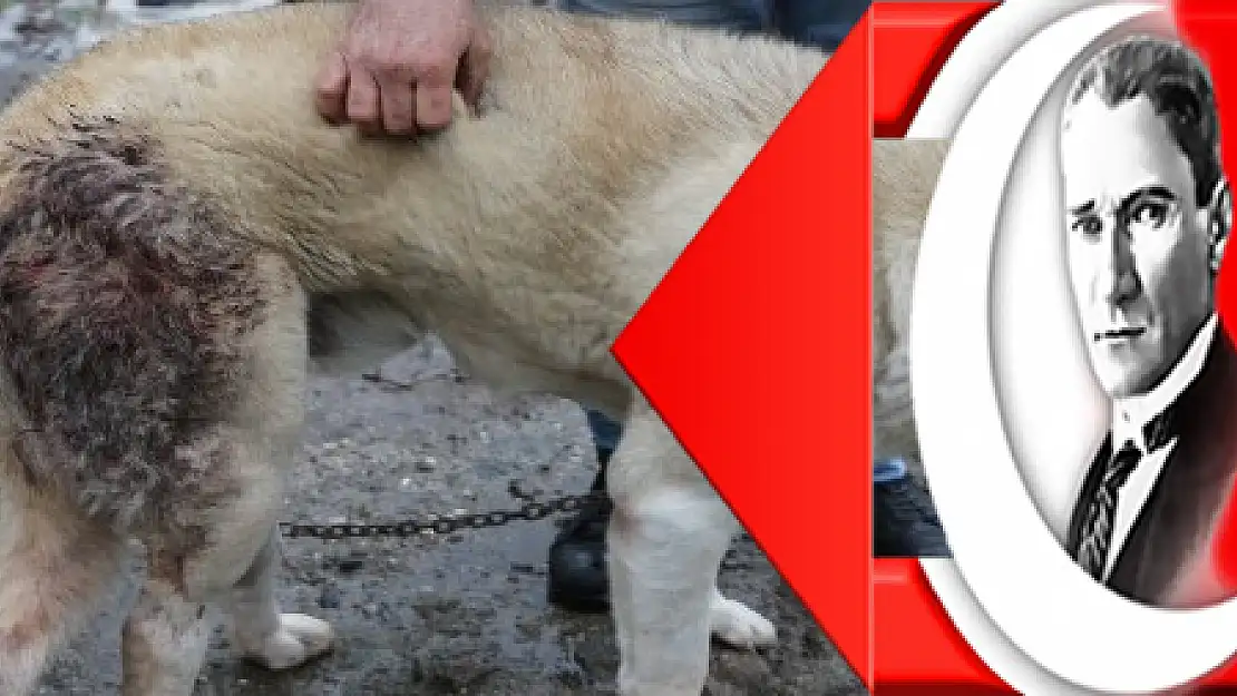 Şehre inen domuz sürüsü köpeğe saldırdı