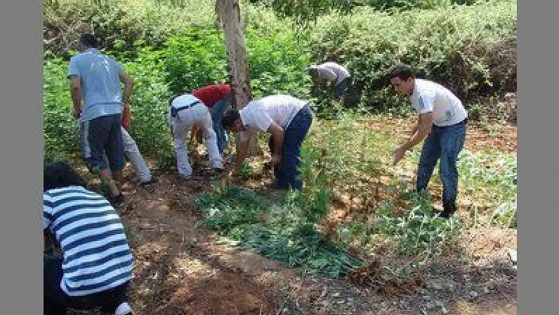 Festival alanı düzenlenirken esrar tarlası ortaya çıktı