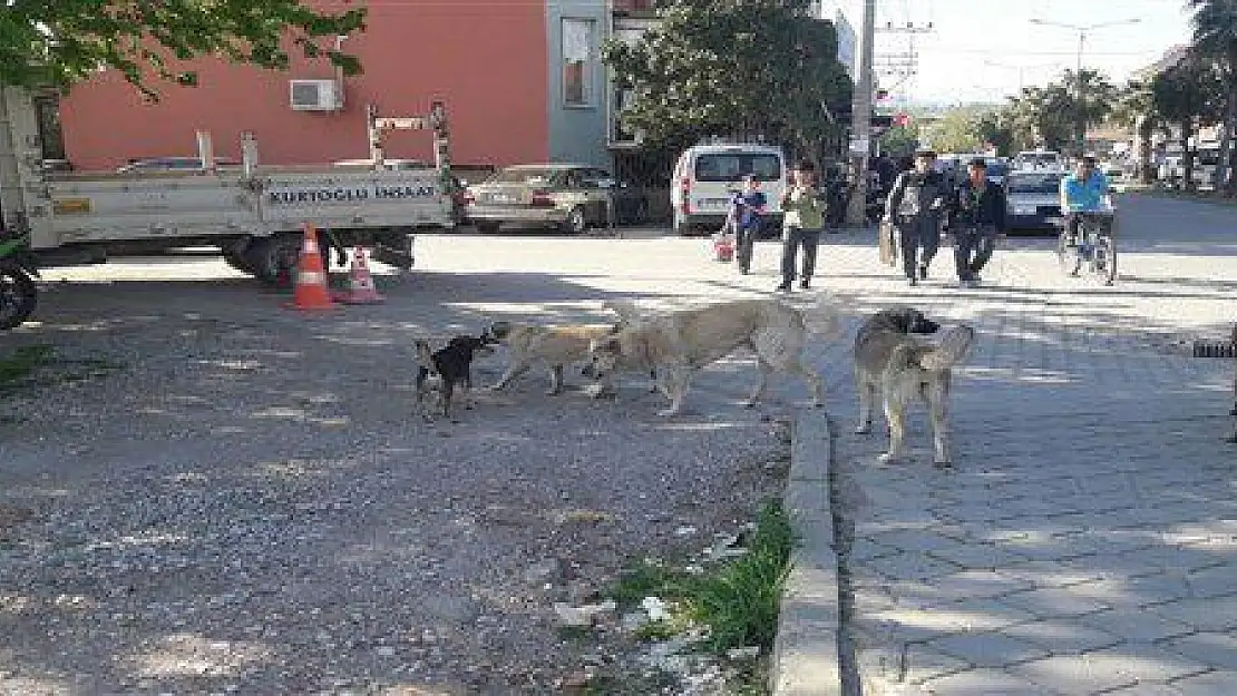 SAYILARI HIZLA ARTAN SOKAK KÖPEKLERİ KORKU SAÇIYOR