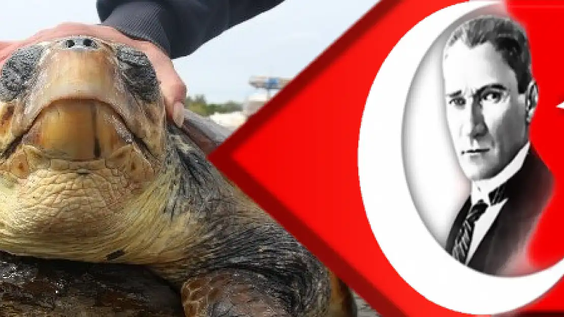 caretta caretta cinsi deniz kaplumbağası sahile vurdu.