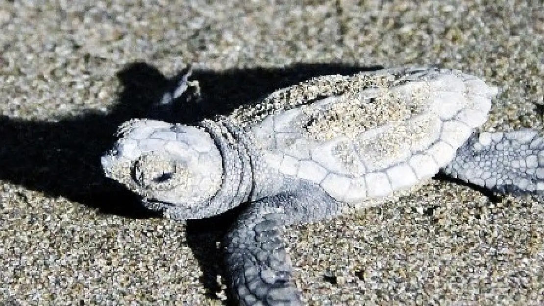 227 bin 696 caretta caretta yavrusu denizle buluştu