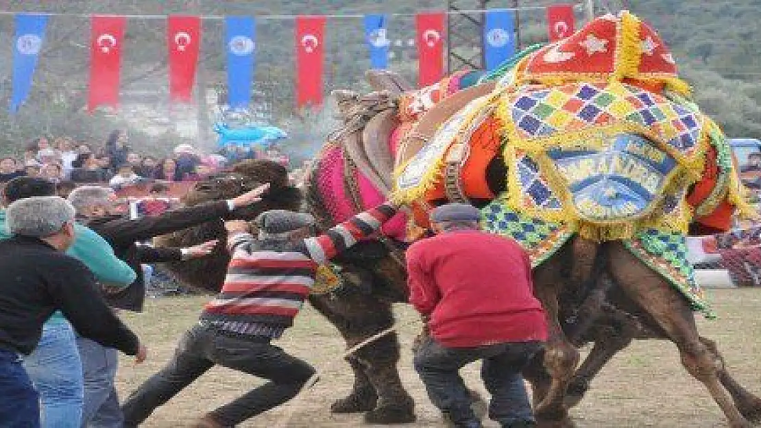  SEZONUN İLK DEVE GÜREŞİ BAFA ARENADAYDI...