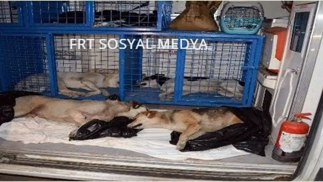 Ortaca'da zehirlendiği iddia edilen 2 köpek telef oldu