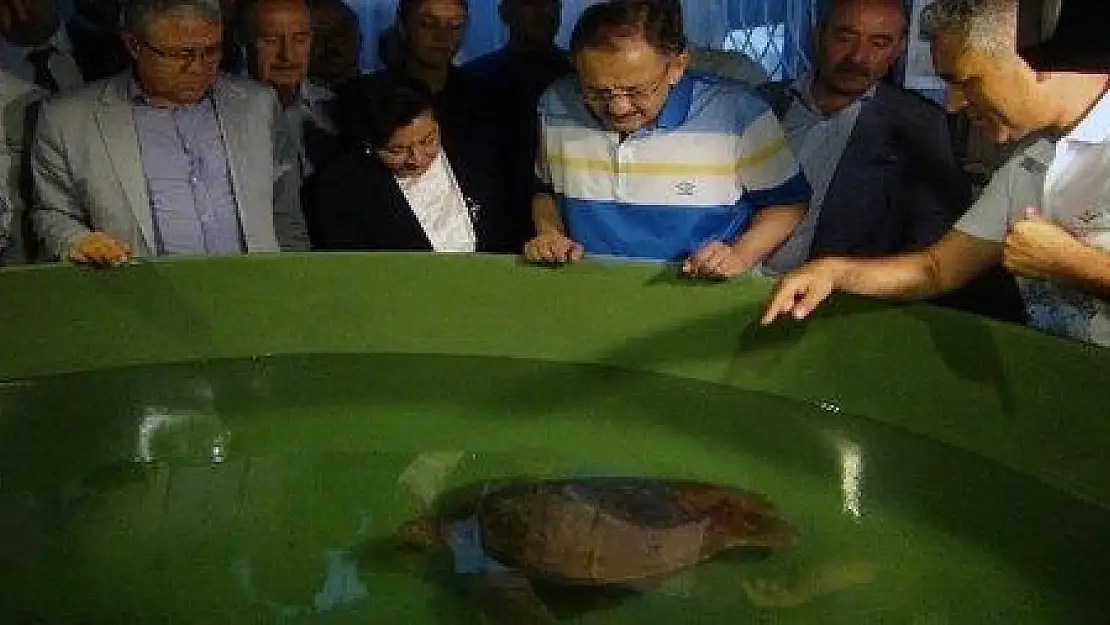 Bakan Özhaseki yavru carettaları denizle buluşturdu