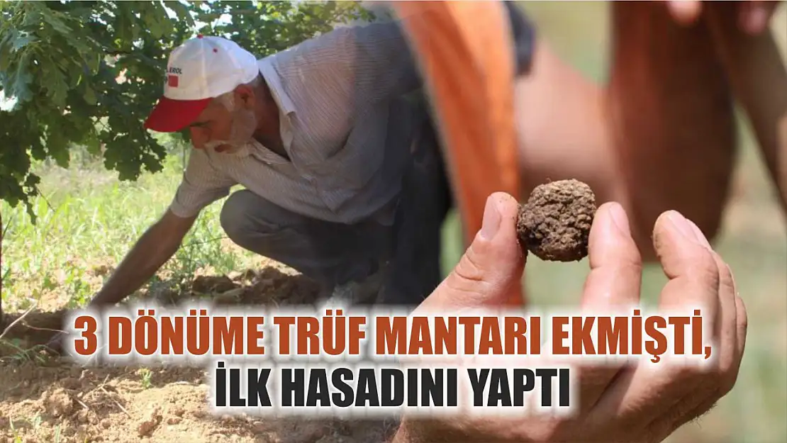 3 dönüme trüf mantarı ekmişti, ilk hasadını yaptı