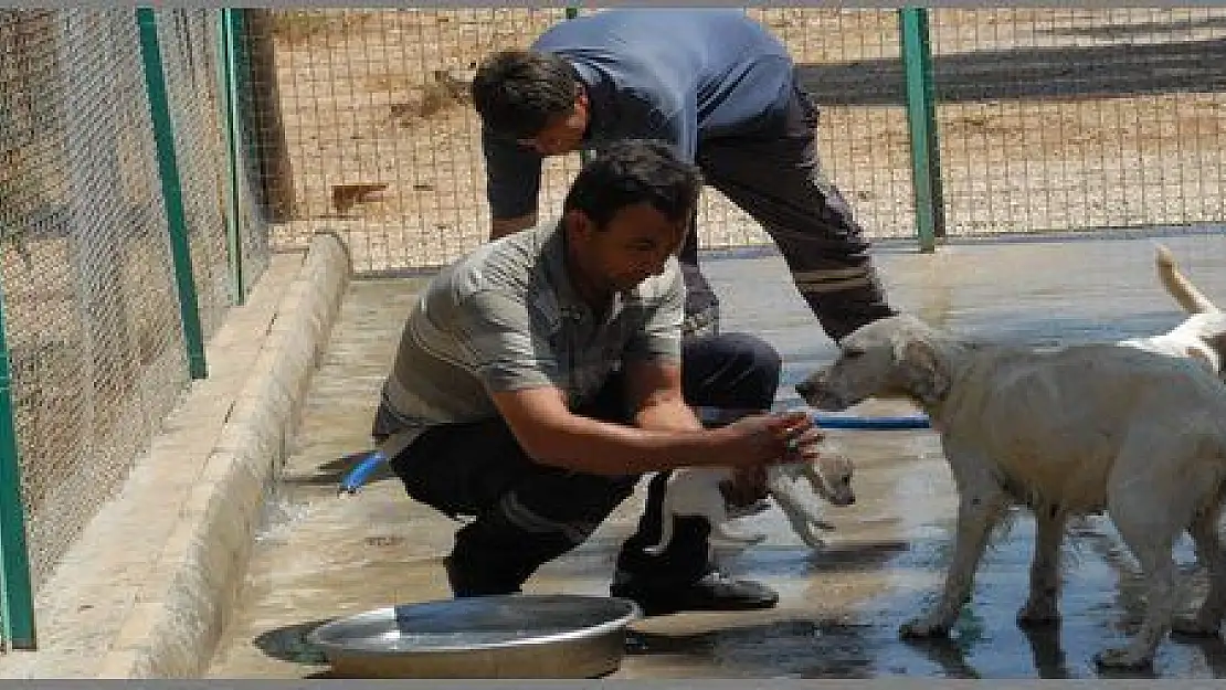 SICAKTAN BUNALAN KÖPEKLER BANYO YAPTIRILARAK SERİNLETİLİYOR