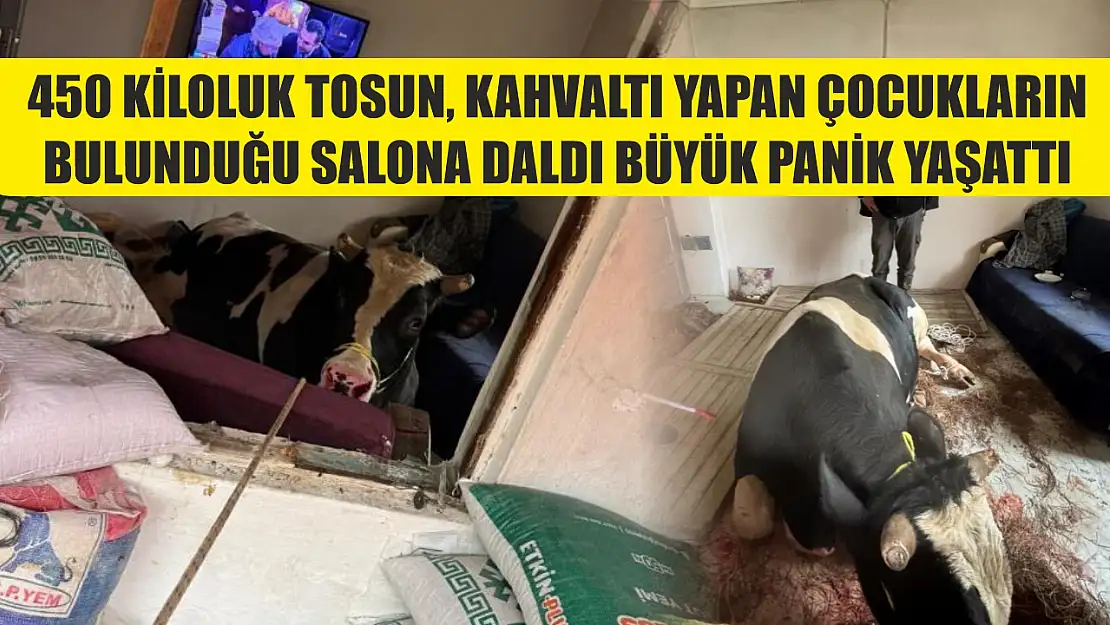 450 kiloluk tosun kahvaltı yapan çocukların bulunduğu salona daldı büyük panik yaşattı