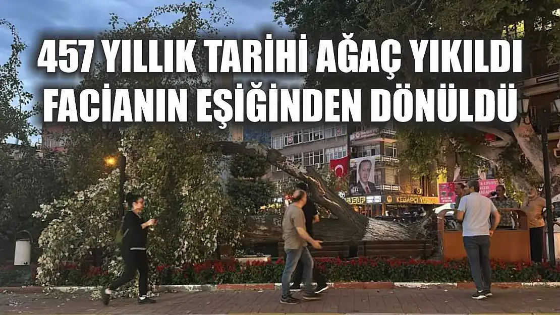 457 yıllık tarihi ağaç yıkıldı, facianın eşiğinden dönüldü