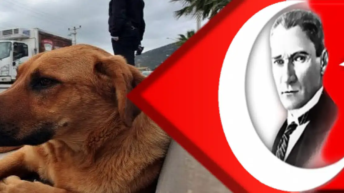 Çarptığı köpeği yaşatmak için seferber oldu