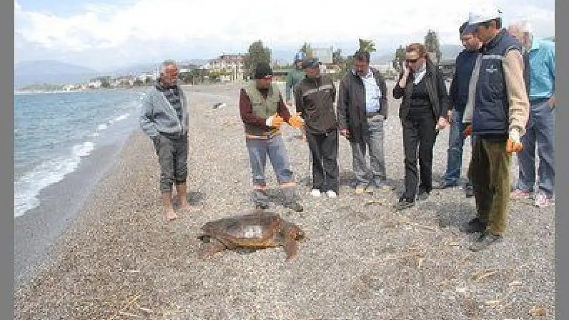 FETHİYE'DE ÖLÜ BİR CARETTA DAHA SAHİLE VURDU