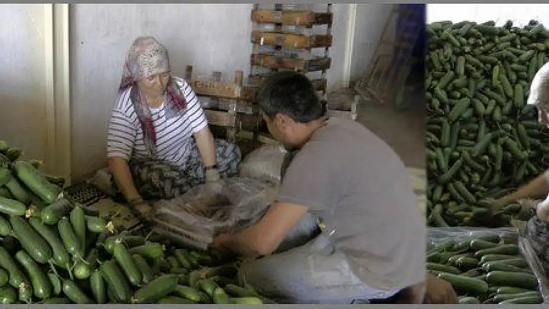 HALLERDE SALATALIK ALIMLARI BAŞLADI