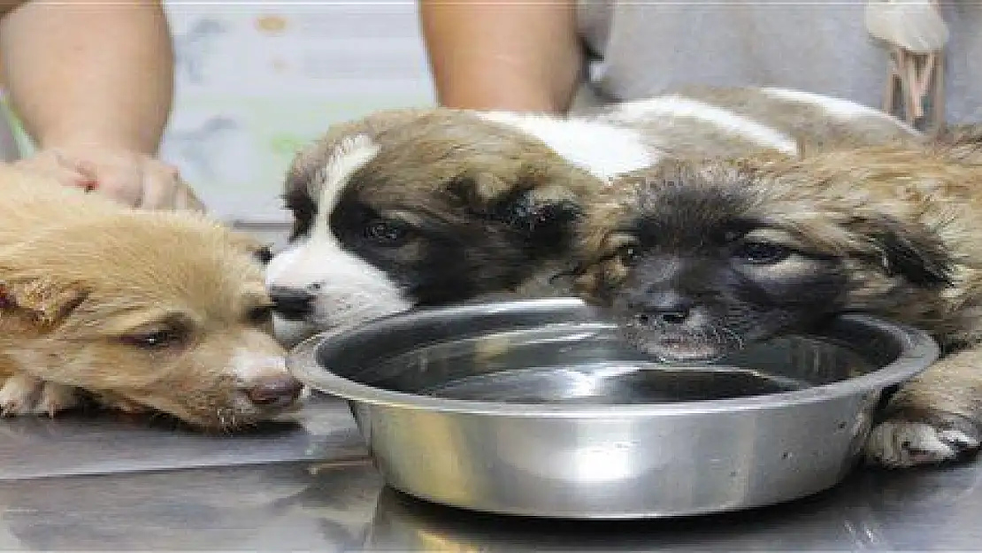 YAVRU KÖPEKLERE İŞKENCE YAPTI İDDİASI